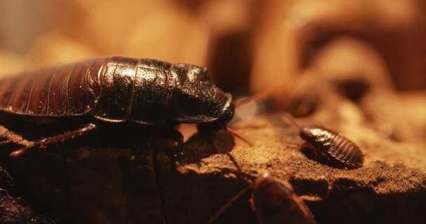 Große Kakerlake auf dem Boden Nahaufnahmen — Stockvideo