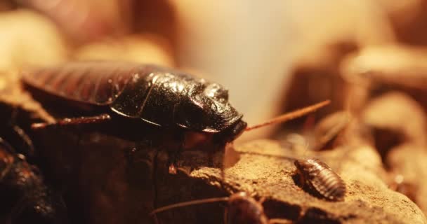 Yerde büyük hamamböcekleri var. Yakın çekim görüntüleri. — Stok video