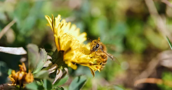 Abeja recolectando néctar de flor amarilla — Foto de Stock