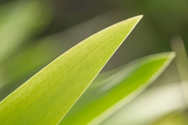 Foglia di pianta verde fresca primo piano foto — Foto Stock