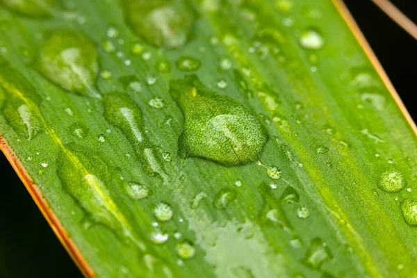 Fresco verde planta folha closeup foto — Fotografia de Stock