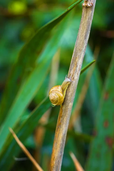 Caracol pequeño arrastrándose después de la lluvia en el suelo — Foto de Stock