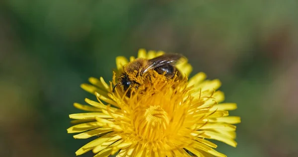 Biene sammelt Nektar aus gelber Blume — Stockfoto