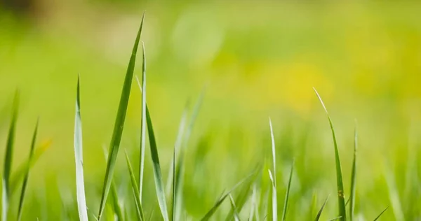 Färskt grönt gräs som bakgrund struktur — Stockfoto