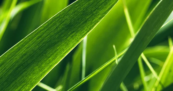 Fresco verde planta folha closeup foto — Fotografia de Stock