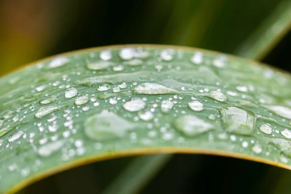 Čerstvé zelené rostlinné listy detailní fotografie — Stock fotografie