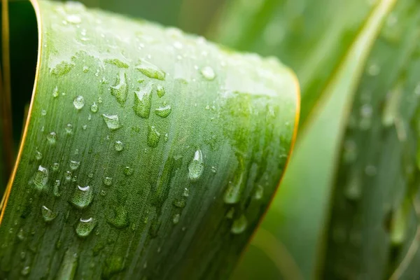 Čerstvé zelené rostlinné listy detailní fotografie — Stock fotografie