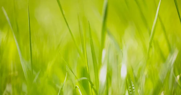 Vers groen gras als achtergrond textuur — Stockfoto