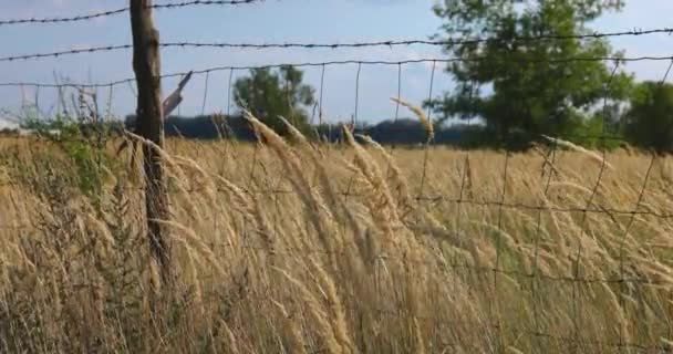 Viento soplando hierba alta en la granja cámara lenta — Vídeos de Stock