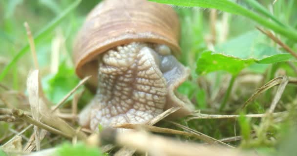 Escargot montrant des tentacules dans l'herbe — Video