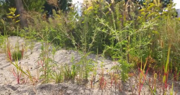 Invasive ragweed releasing highly allergic pollen into the air — Stock Video