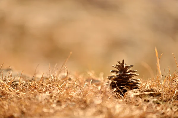 Pine cone on the ground — Stock Photo, Image