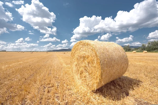 Hö bails på fältet — Stockfoto