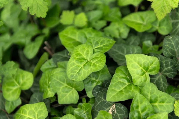 Hojas de hiedra verde fresca de cerca —  Fotos de Stock