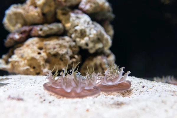 Medusas in the aquarium — Stock Photo, Image
