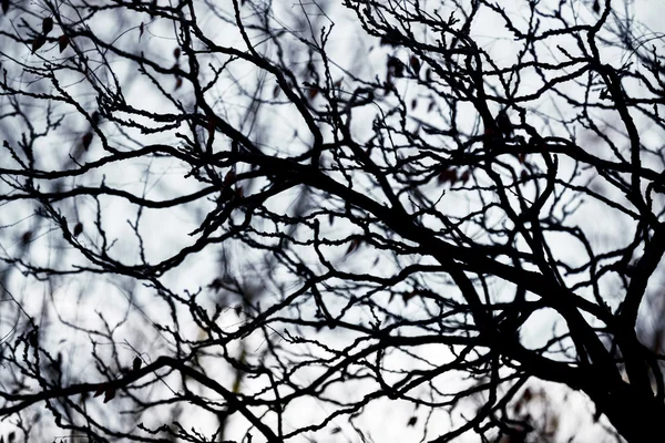 Abstract hoto of some winter branches — Stock Photo, Image