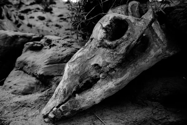 Animal skull on sacking background — Stock Photo, Image