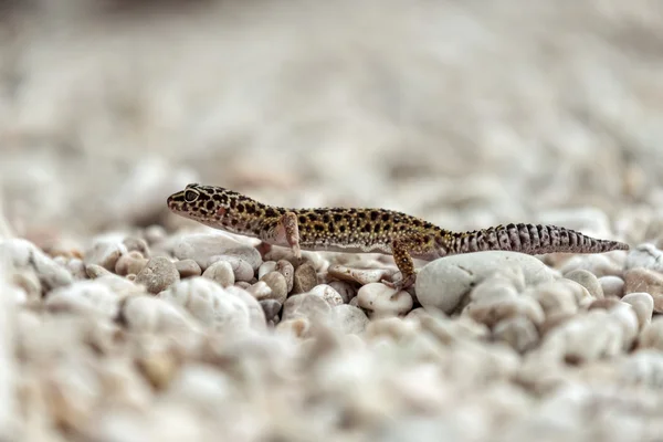 Gecko lizard on rocks — Stock Photo, Image