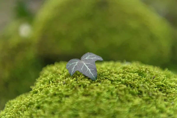 Зеленим мохом ізольовані — стокове фото