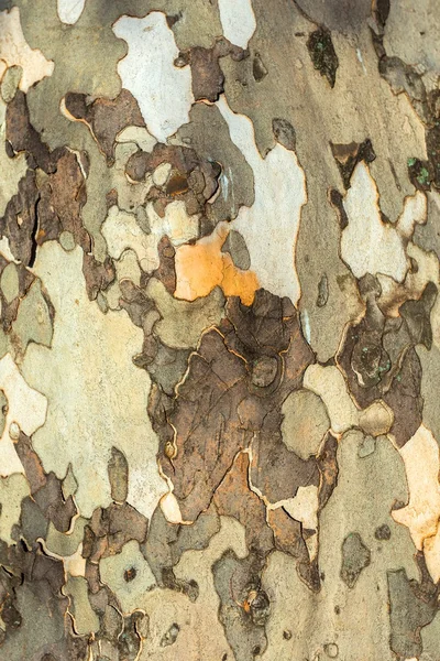 Closeup photo of a tree trunk — Stock Photo, Image