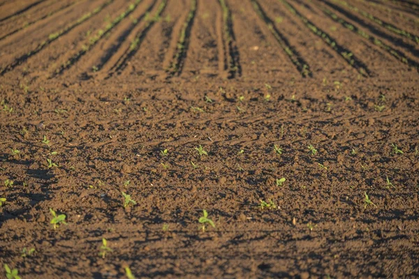 Gecultiveerd land met planten — Stockfoto