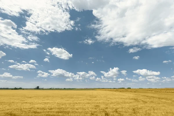 Heuballen auf dem Feld — Stockfoto