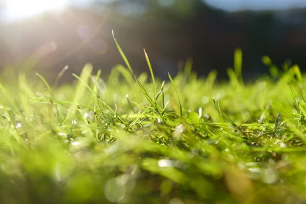 Groen gras in artistieke samenstelling — Stockfoto