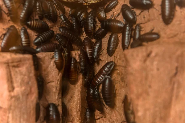 Крупный план таракана — стоковое фото