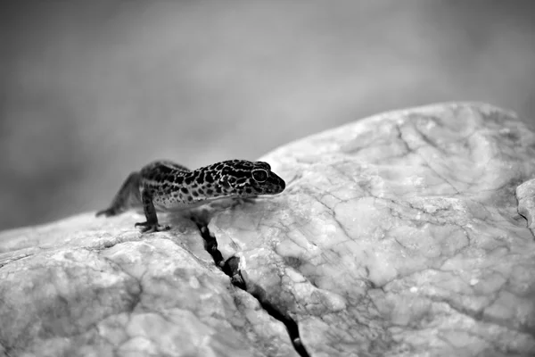 Gecko lizard on rocks — Stock Photo, Image