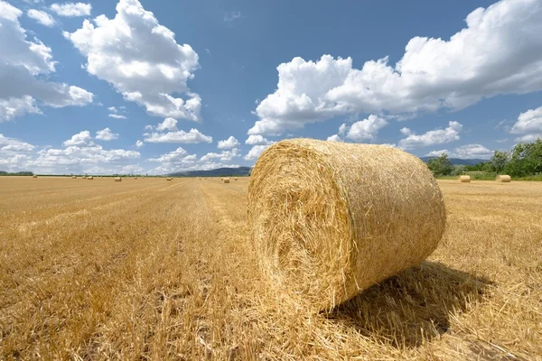 Hay bails on the field — Stock Photo, Image