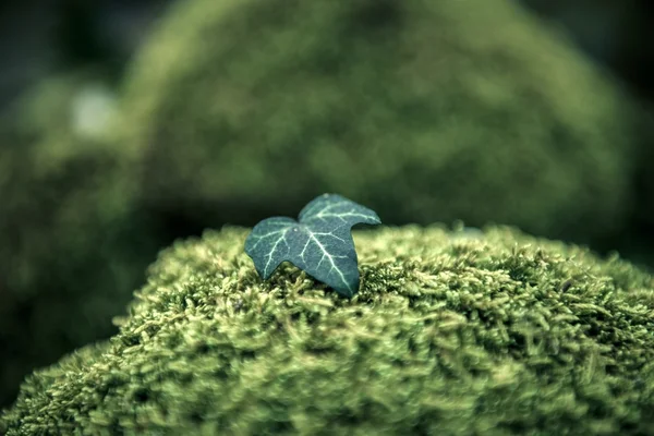 Green moss isolated — Stock Photo, Image