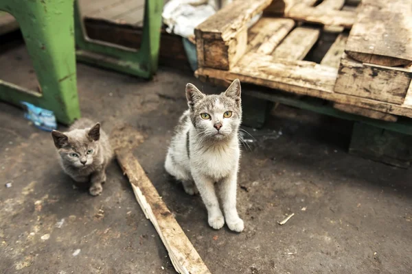 Smutsiga gatan katter sitter i fabriken — Stockfoto