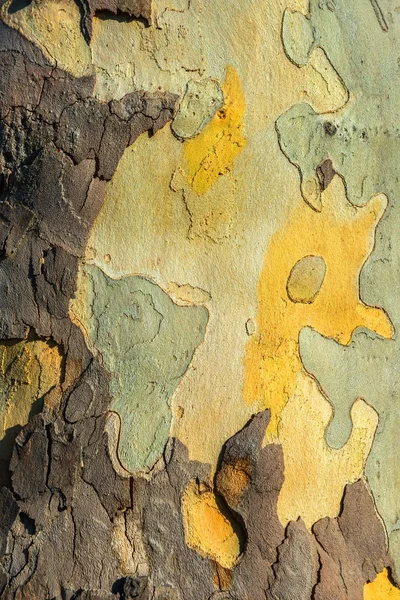 Closeup photo of a tree trunk — Stock Photo, Image