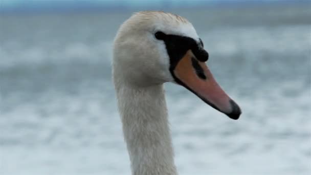 Primo piano filmato di un cigno — Video Stock