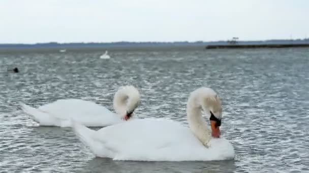 Imágenes de primer plano de un cisne — Vídeos de Stock