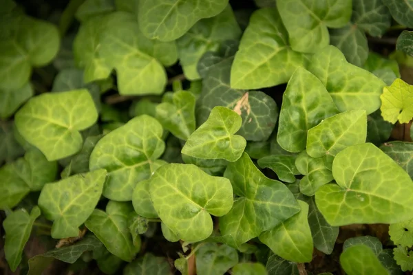 Hojas de hiedra verde fresca de cerca —  Fotos de Stock