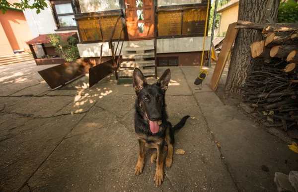 Erwachsener Hund draußen — Stockfoto