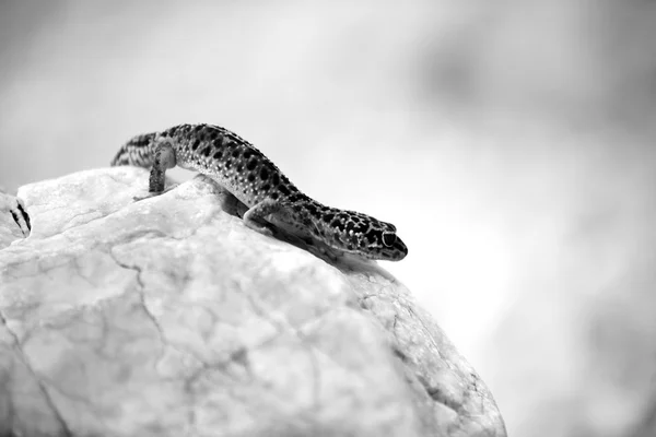 Gecko lizard on rocks — Stock Photo, Image