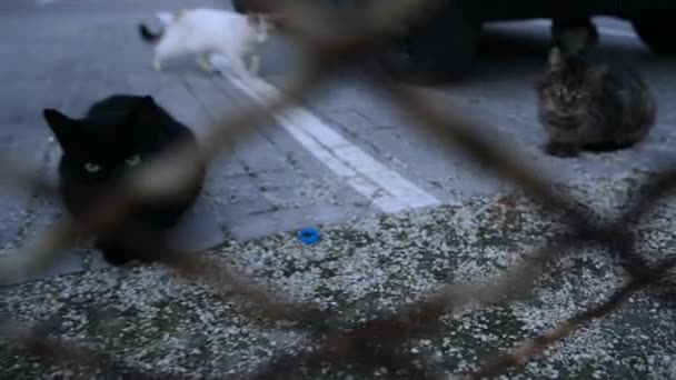 Gatos callejeros sucios a través de valla de acero — Vídeo de stock