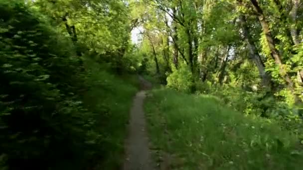 Liten väg går genom parken — Stockvideo