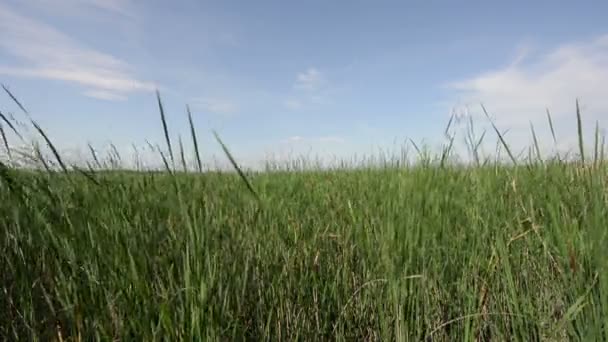 Skog av reed med blåser vinden — Stockvideo