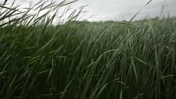 Orman reed ile bir rüzgar esiyor — Stok video