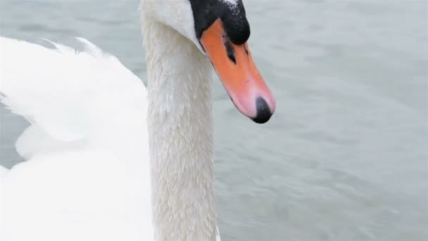 Close-up beelden van een zwaan — Stockvideo