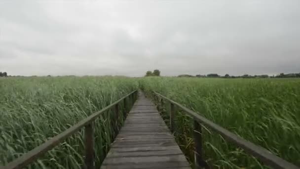 Wooden path trough the reed glidecam footage — Stock Video