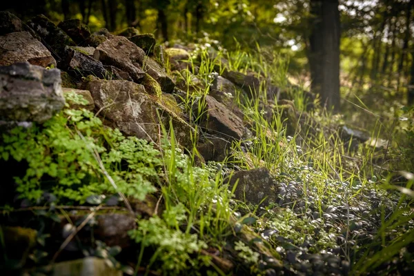 Nahaufnahme von etwas Vegetation auf Steinen — Stockfoto