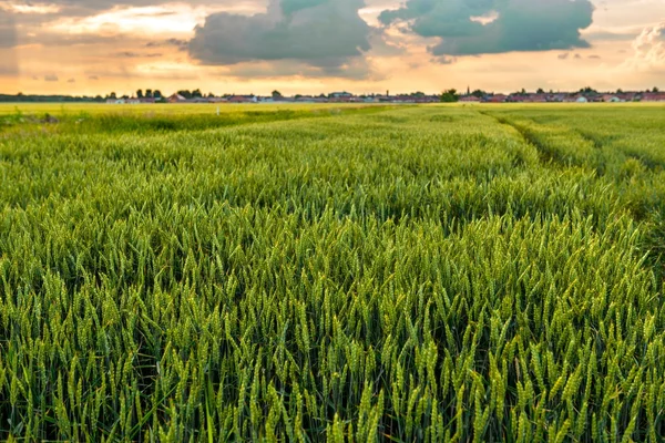 Tierra cultivada con cielo nublado — Foto de Stock