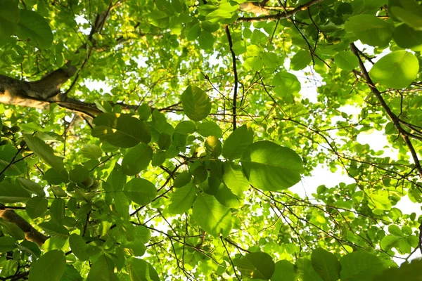 Foglie verdi di un albero alla luce del sole — Foto Stock