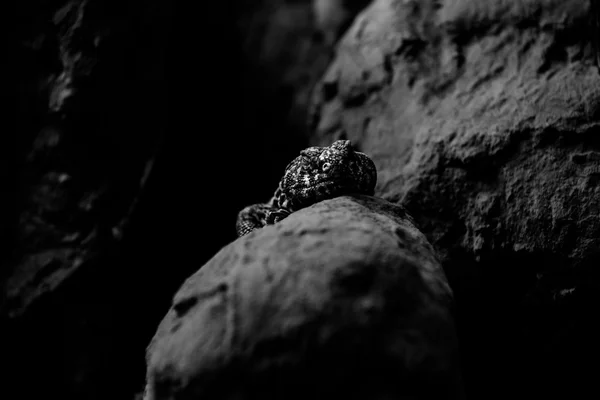 Lizard on the rock — Stock Photo, Image