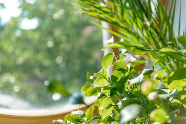 Groene plant tegen venster — Stockfoto