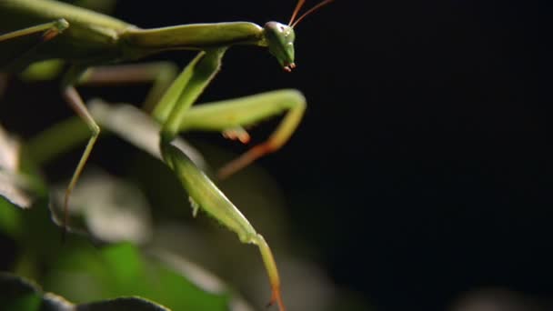 Oración Mantis insecto en la naturaleza — Vídeo de stock